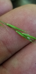 Melica smithii
