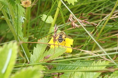 Helophilus lapponicus