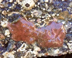 Aplidium solidum
