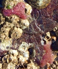Aplidium solidum