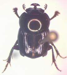 Onthophagus tapirus