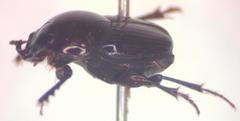 Onthophagus tapirus