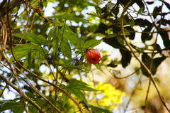 Opisthoprora euryptera