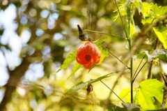 Opisthoprora euryptera