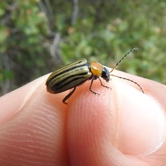 Triariodes admiratio