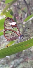 Pagyris cymothoe