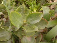 Kalanchoe grandiflora