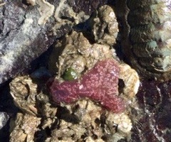 Aplidium solidum