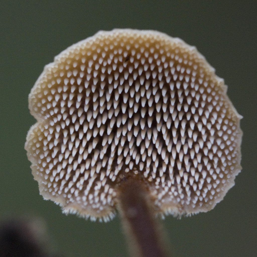 Auriscalpium