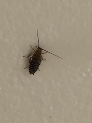 Ectobius lapponicus