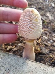 Leucoagaricus americanus
