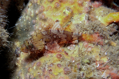 Southern Red Scorpionfish