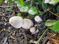 Leucoagaricus americanus