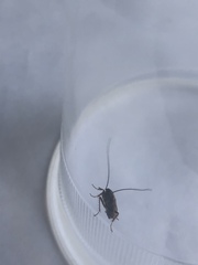Ectobius lapponicus