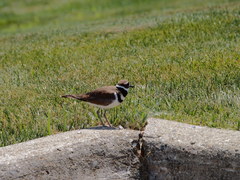 Charadrius vociferus