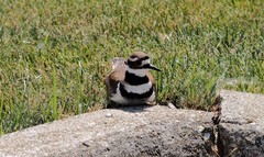 Charadrius vociferus