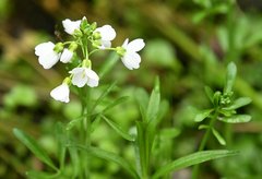 Cardamine pratensis