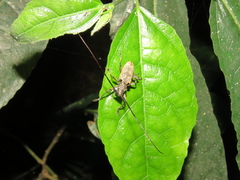 Epepeotes luscus