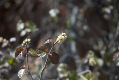 Rhus aromatica simplicifolia