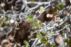 Rhus aromatica simplicifolia