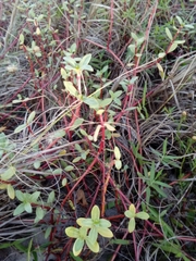 Blutaparon portulacoides