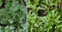 Cardamine pratensis
