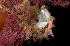Astraea heliotropium