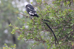 Lanius melanoleucus melanoleucus