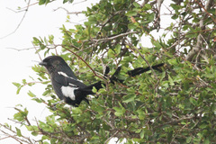 Lanius melanoleucus melanoleucus