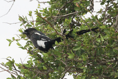 Lanius melanoleucus melanoleucus