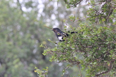 Lanius melanoleucus melanoleucus