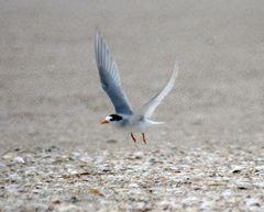 Sternula nereis davisae