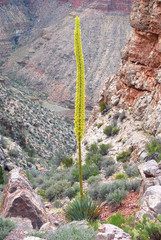 Agave utahensis kaibabensis