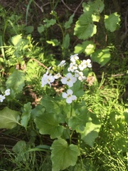 Cardamine cordifolia