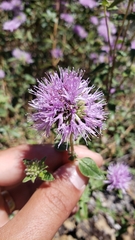 Monardella sheltonii