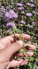 Monardella sheltonii