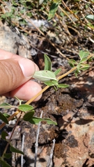 Monardella sheltonii