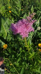 Filipendula