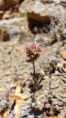 Monardella stebbinsii