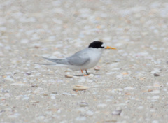 Sternula nereis davisae