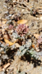 Monardella stebbinsii