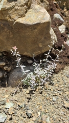 Monardella stebbinsii