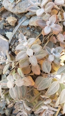 Monardella stebbinsii