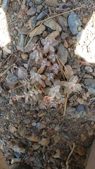 Monardella stebbinsii