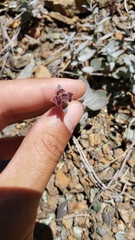 Monardella stebbinsii