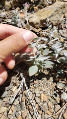 Monardella stebbinsii