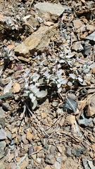 Monardella stebbinsii