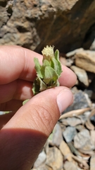Brickellia greenei