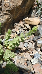 Brickellia greenei