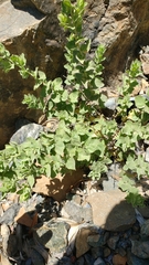 Brickellia greenei